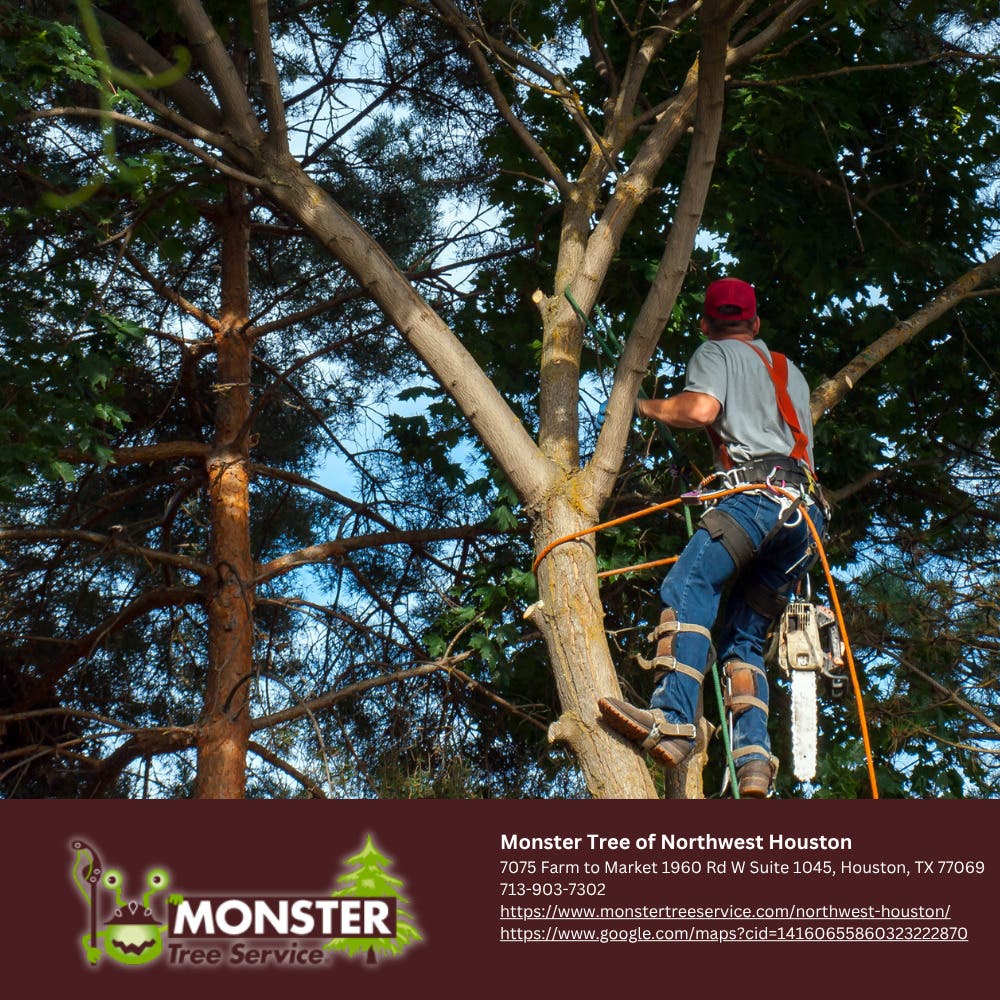 Spring Is Here: Time for Expert Tree Trimming in Houston, TX