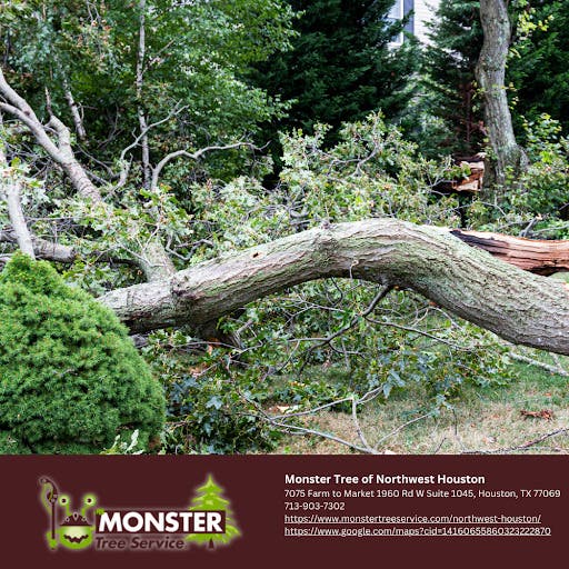 Hurricane Season Tree Prep for Northwest Houston Homeowners