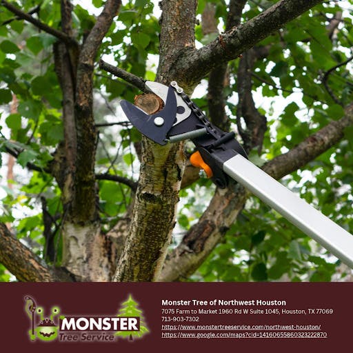 Tree Maintenance in Northwest Houston: When Heavy Work Costs Trees Least