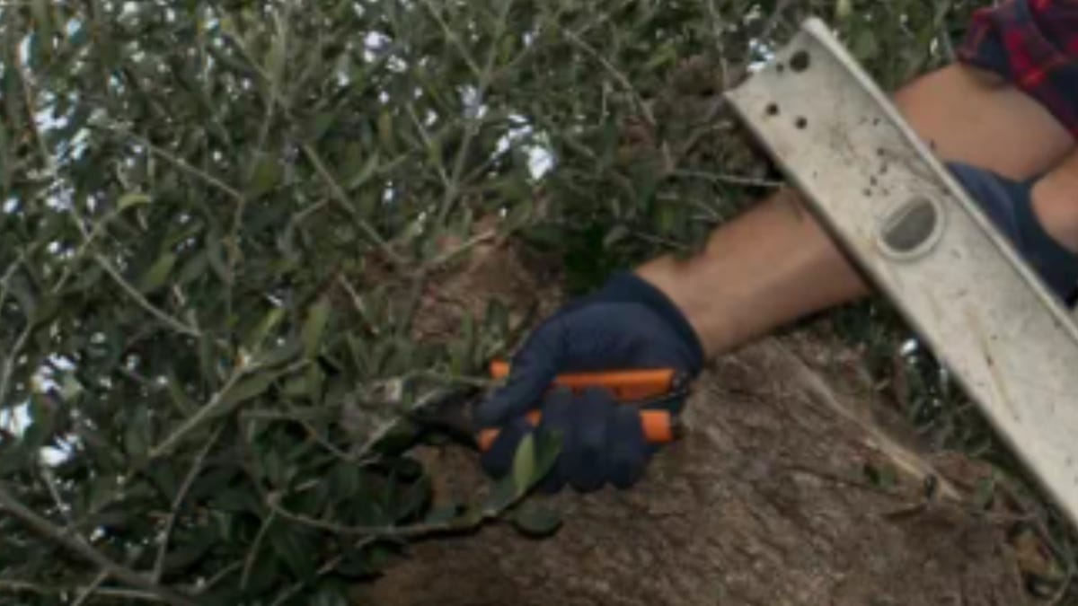 Miguel's Tree Service