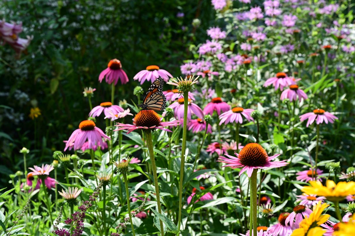 Batavia Plain Dirt Gardeners