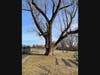 The Lewis Monk Poplar before it fell in 2022