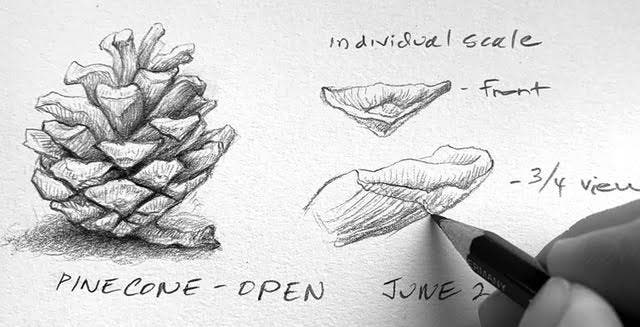 Nature Journaling: Online Workshop with Erica Beade