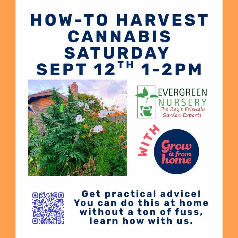 Cannabis Harvest Workshop