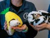 Sugar Gliders at Clearwater Marine Aquarium 