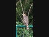 Photo of a bird at the bird sanctuary. 