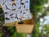 Creatures you might notice at the bird sanctuary. 