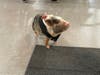 Tree Family Party Piggies very own Birch waiting patiently to show Juniper Village at South Hills community members his 