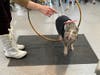 Tree Family Party Piggies very own Cedar jumping through a hoop for Juniper Village at South Hills community members. 