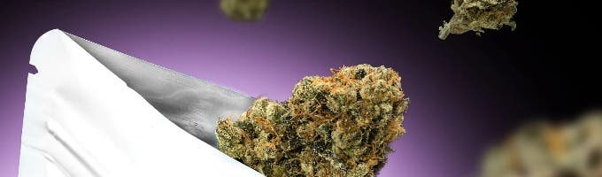 Pot United