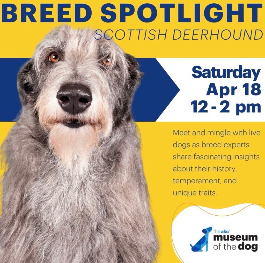 Breed Spotlight : Scottish Deerhound 