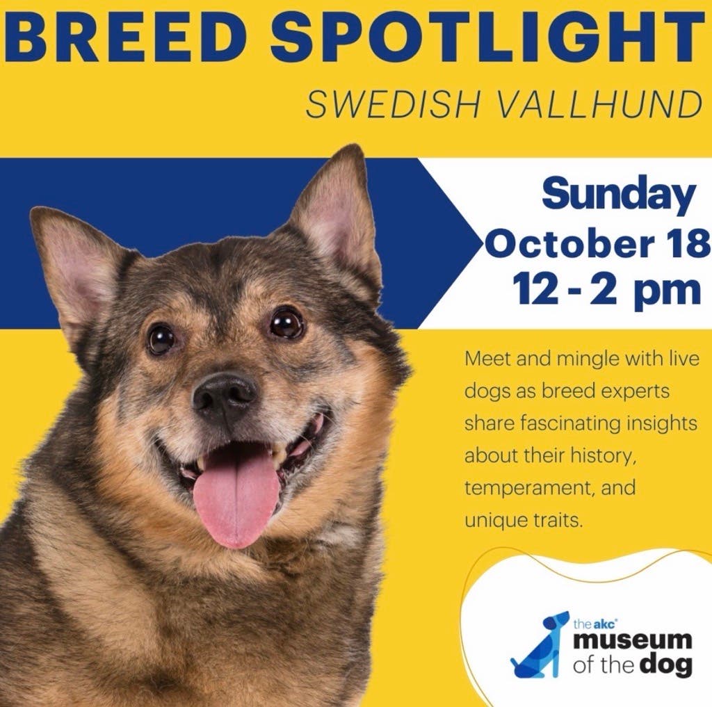 Breed Spotlight: Swedish Vallhund