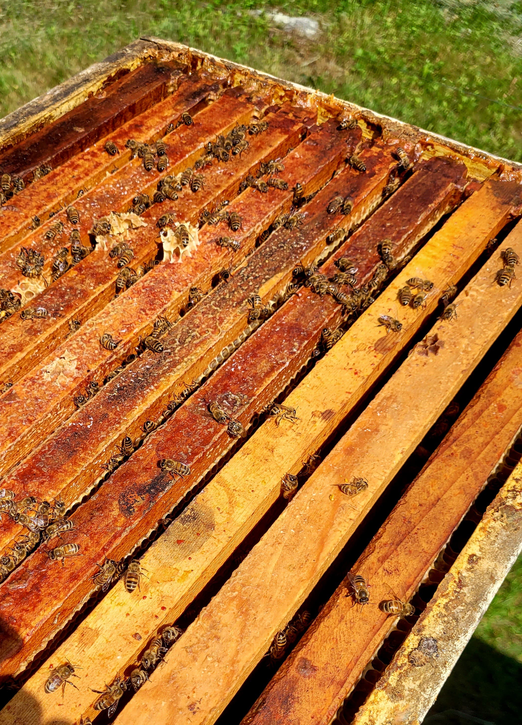 Backyard Beekeeping: Monitoring Queen Health