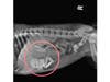 Diamond's x-rays.