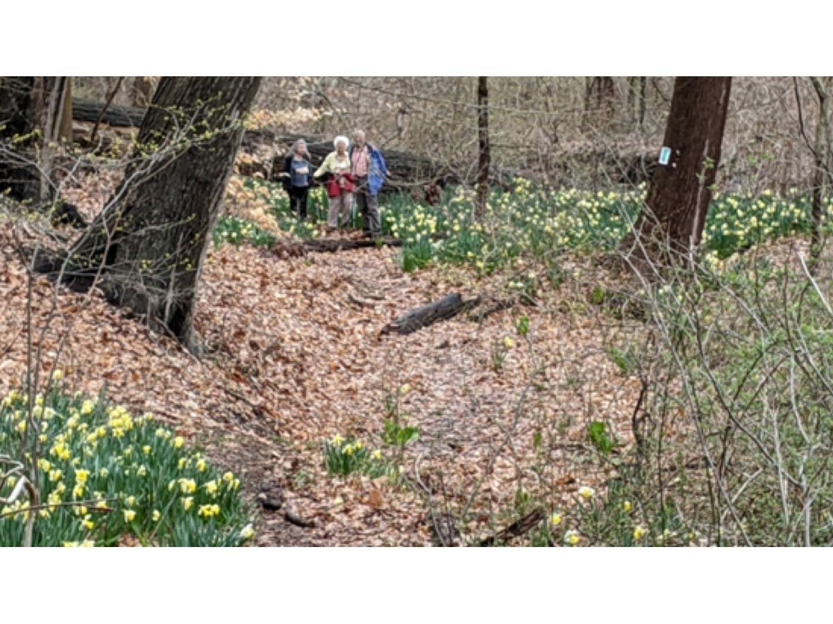Daffodil Walk.