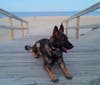 K9 Grim.