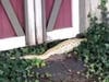 The 8-foot Burmese python found in Freehold.