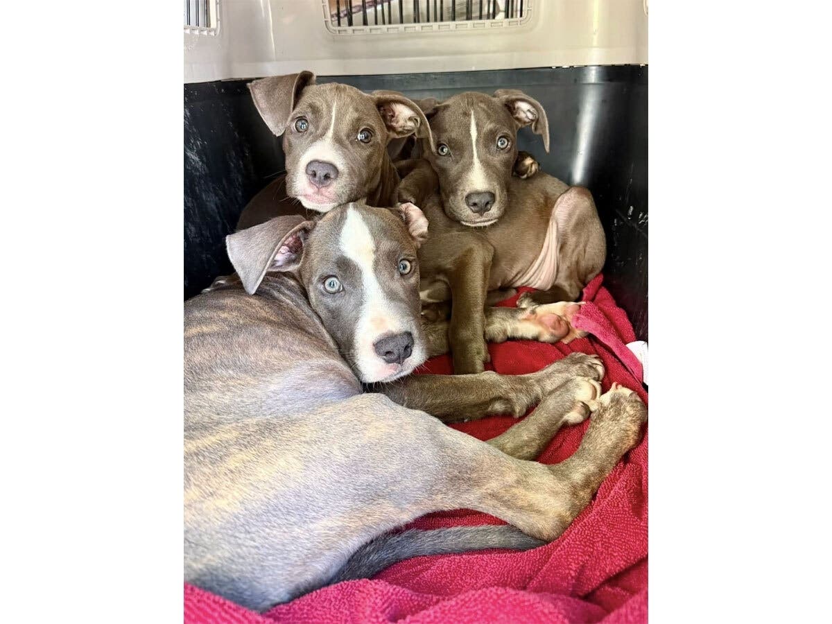 The puppies found in Freehold Township.