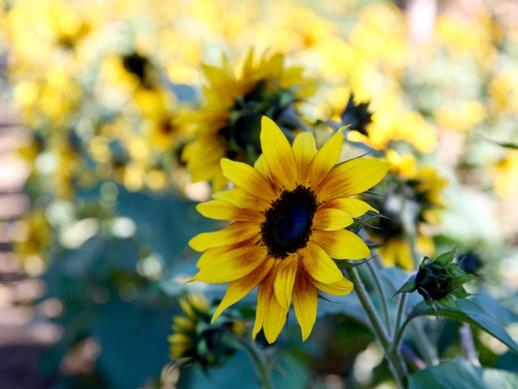 NJ Sunflower Festivals Among Best In The U.S., Ranking Says