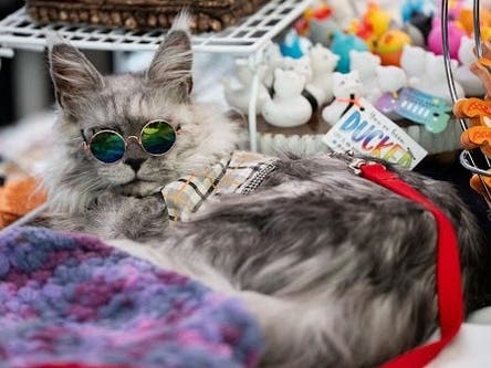 A cat at the convention.