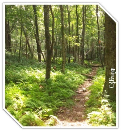 Guided Nature Immersion Walk