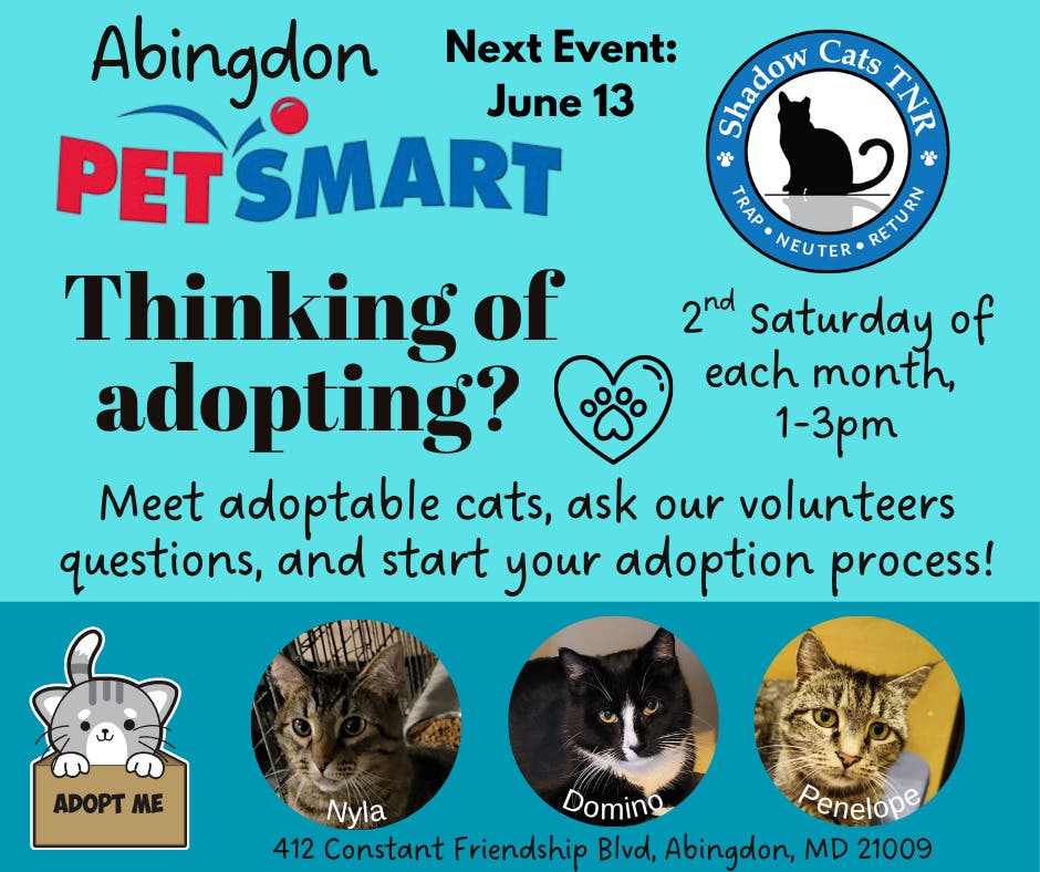 Thinking Of Adopting? Shadow Cats TNR Adoption Event