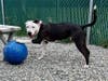 Romeo's favorite ball!