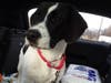 Abby's adoption day from SRAS. Happy gotcha day, 12/11/2019.