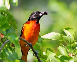 Saturday Bird Walk