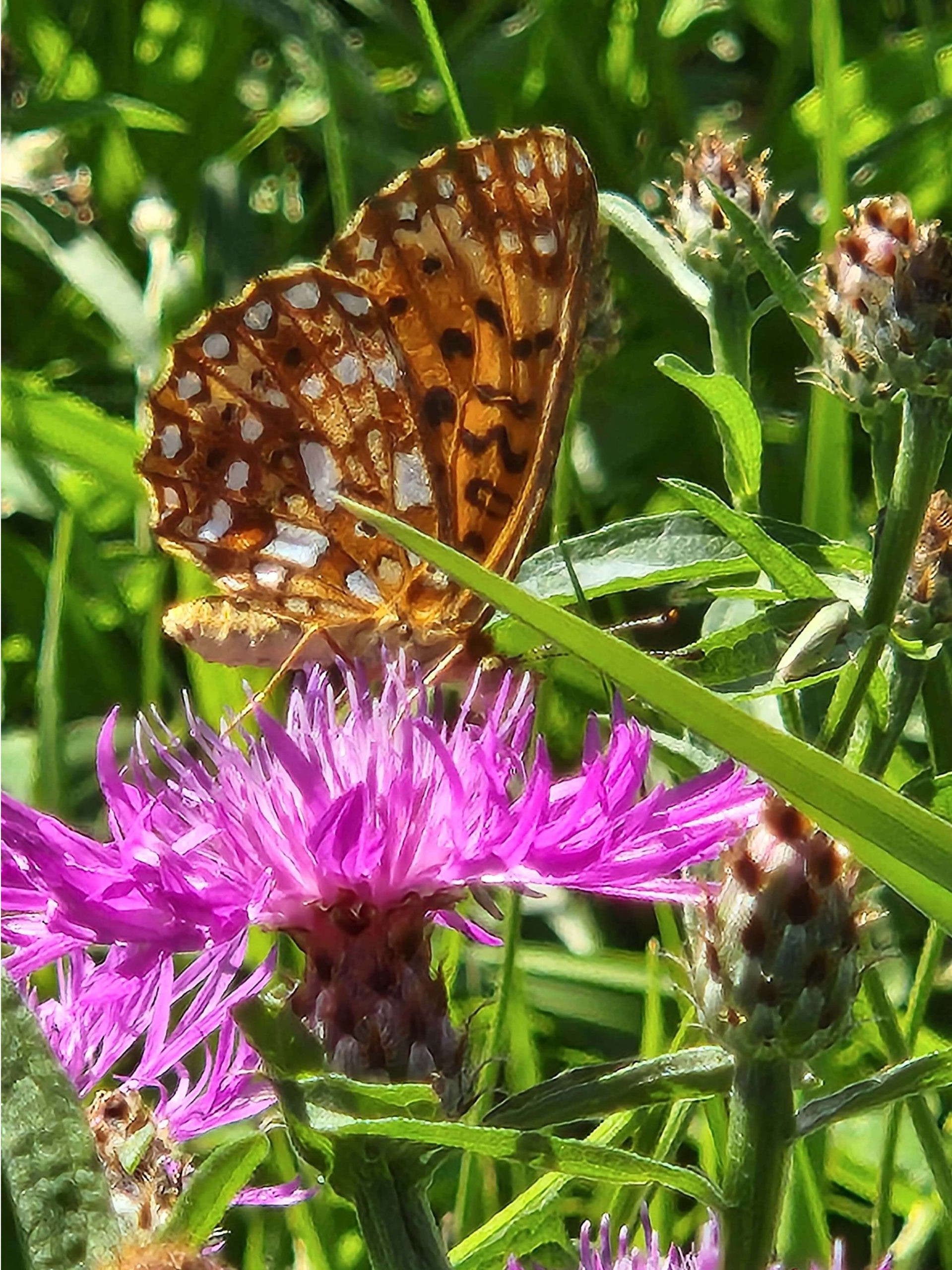 Butterfly Gardens Are For The Birds