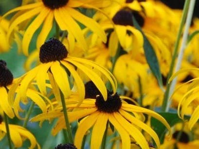 Native Plants: Handsome Is as Handsome Does Lecture