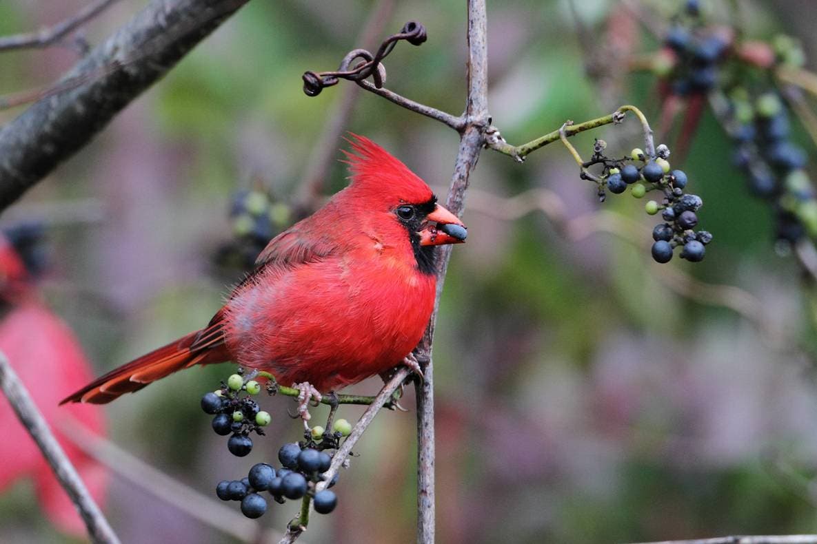 Saturday Morning Bird Walk
