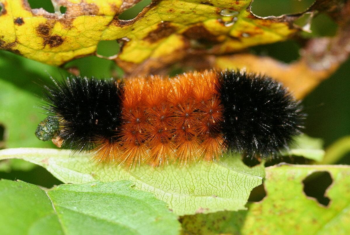 Woolly Bear Fall Festival