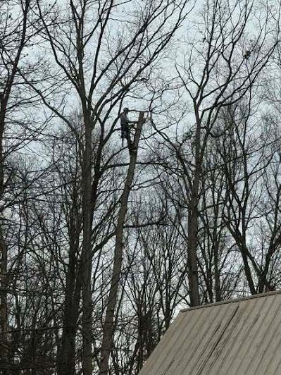 That Tree Looks Fine… But Is It? A Waco, KY Homeowner’s Guide