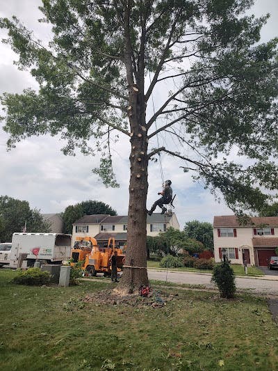 What That Cracking Sound Means for Trees in East York, PA