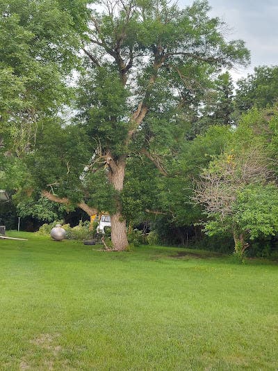 Storm Passed? Here’s What Minnesota Homeowners Should Check in Their Trees