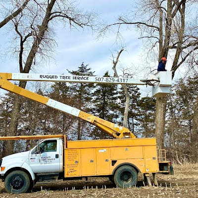 The Most Common Tree Problems Homeowners Ignore Until It's Too Late in Echo, MN