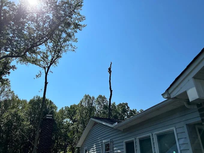 Trees Common in Thomasville Yards