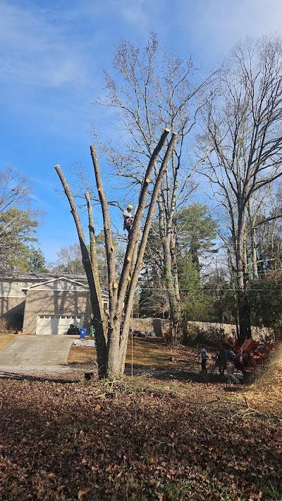 Trees Don’t Always Give Warnings—But These Signs Matter in Springs, GA