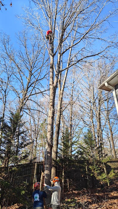 Hidden Tree Damage After Storms in Winder, GA: What to Look For