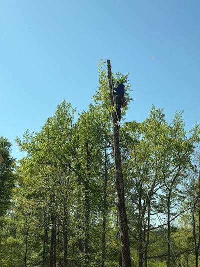 10 Signs a Tree Is Becoming a Risk to Your Home or Vehicles in Lawrenceville, GA