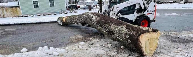Luca Tree Service