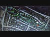 As it stands now, plans are for the Town to stabilize the entire length of Town Branch stream between Catoctin Circle SW and Morven Park Road SW.