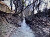 Significant bank erosion along Town Branch Creek in Leesburg.