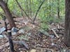 Large shard of broken glass and assorted trash in wood line at back of property at Leesburg Apartments, September 20, 2024.