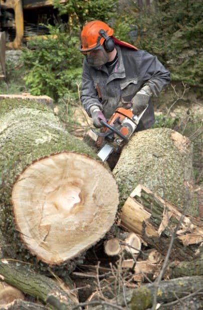 Top Track Mulching & Tree Service