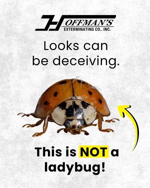 Think You’re Seeing Ladybugs? Think Again.