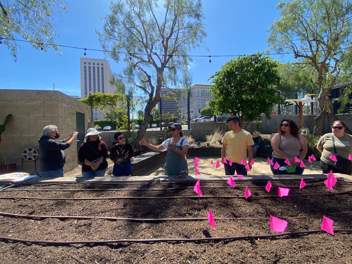 Urban Milpa – Waking Up Life: Planting Seeds