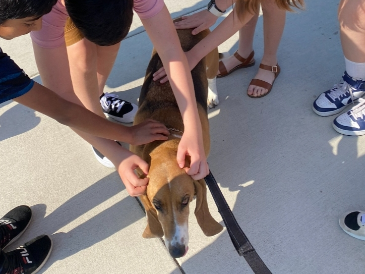 Homegrown Therapy Dogs serves students, educators, families, and community members throughout School District 102 and beyond.