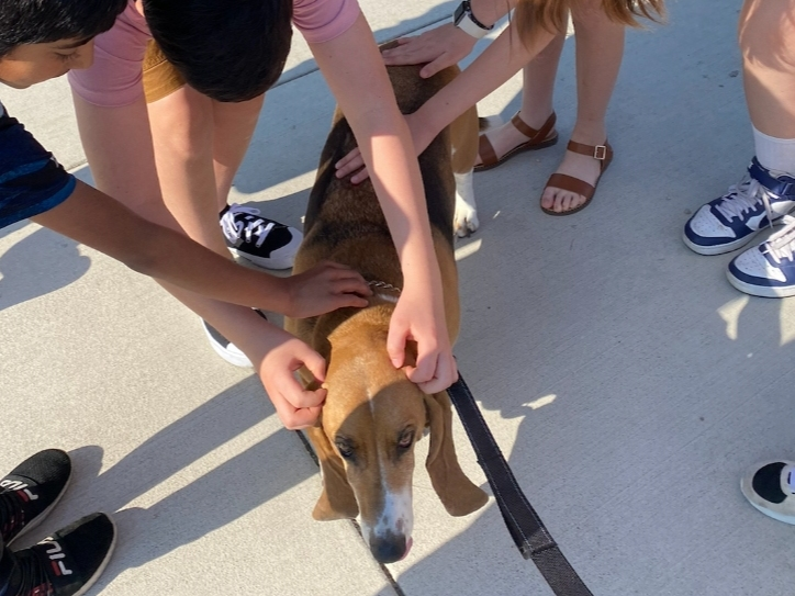 Homegrown Therapy Dogs serves students, educators, families, and community members throughout School District 102 and beyond.